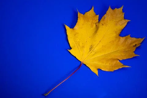 Yellow maple leaf on blue background template for advertising Stock Photos