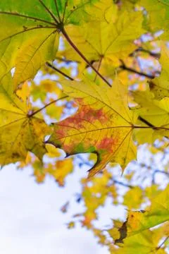 Yellow maple leaf on branch, autumn sky background Stock Photos
