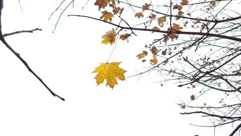 A yellow maple leaf on a branch flutters in the wind Stock-Footage 319858290