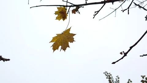 Yellow maple leaf on a branch 動画素材 319858295