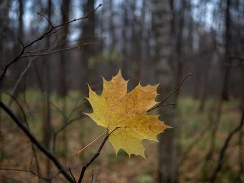 Yellow Maple Leaf on Branches 写真素材