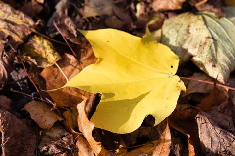 Yellow Maple Leaf on Brown Leaves Stock Photos