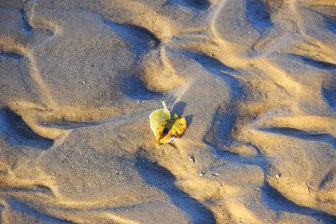 Yellow Maple leaf on brown ordinary soil surface Stock Photos