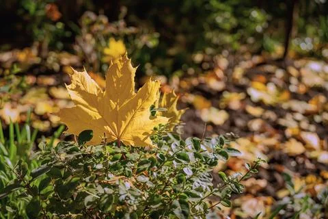 Yellow maple leaf on a bush. Bright yellow maple leaf resting on green bush with Stock Photos