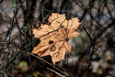 Yellow maple leaf caught on branches in autumn Stock Photos