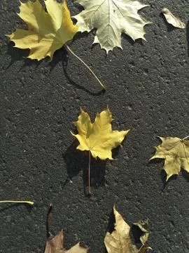 Yellow maple leaf in the center of dark background Stock Photos