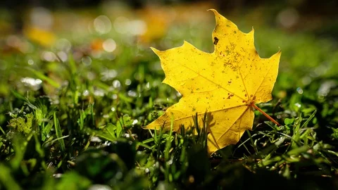 Yellow maple leaf close-up in back lit Stock Footage 128854263
