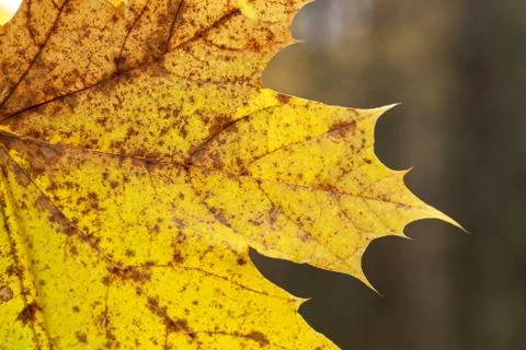Yellow maple leaf close-up on a blurred background Foto stock