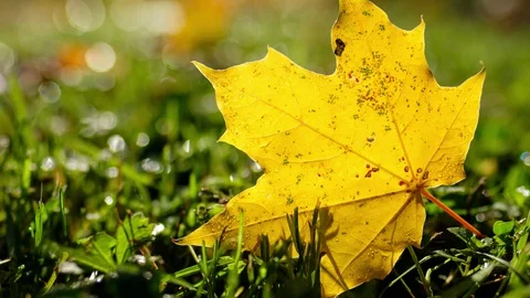 Yellow maple leaf close-up Stock Footage 128853795