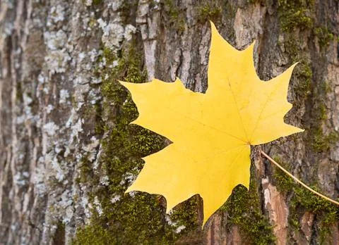 Yellow maple leaf close-up on tree bark background Foto stock