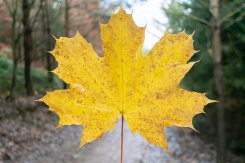 Yellow maple leaf closeup forest colorfull decorative design organic outside Stock Photos