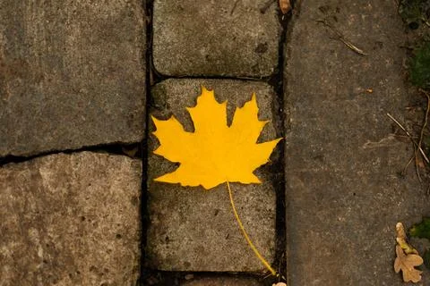 Yellow maple leaf on cobblestone pavement in autumn sunlight Foto stock