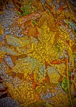 Yellow maple leaf covered with crystals of frost Stock Photos
