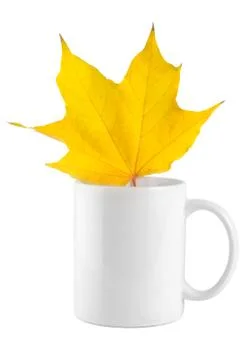 Yellow maple leaf in the cup Stock Photos