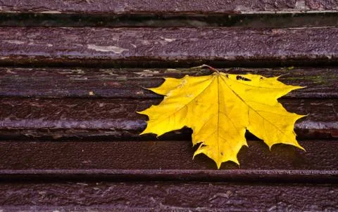 Yellow maple leaf on a dark background - late golden autumn - the concept of lon Foto stock