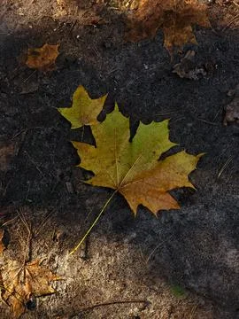 Yellow maple leaf on dark soil in autumn Stock Photos