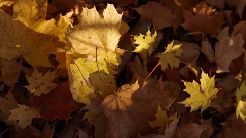 Yellow Maple Leaf Details on Sunlit Forest Floor in Fall Vídeo Stock 346008224