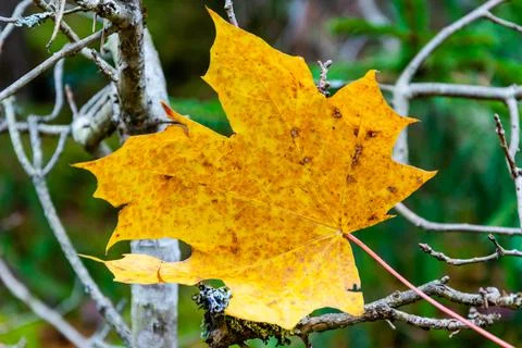 Yellow maple leaf on the dry bare branch in the forest at autumn. Stock Photos