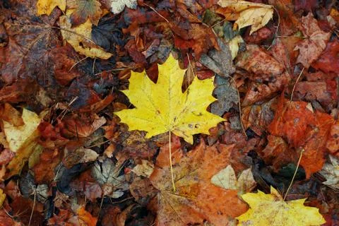 Yellow maple leaf on dry old leaves. Autumn concept, wallpaper background. Stock Photos