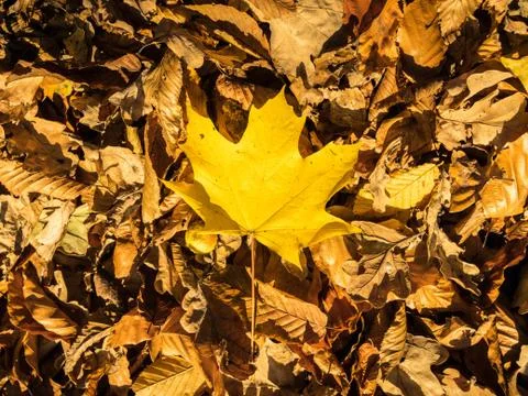 Yellow maple leaf on fallen autumn leaves - great for a natural wallpaper Stock Photos