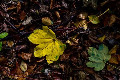 Yellow maple leaf fallen to the ground in the forest. Stock Photos