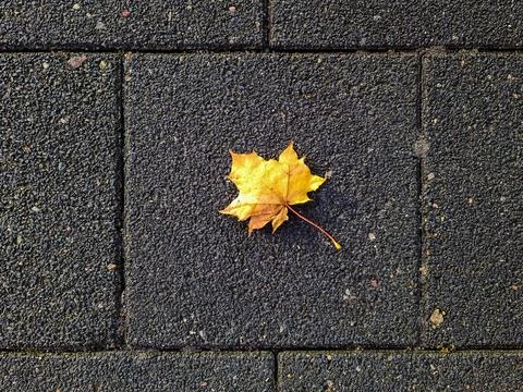 Yellow maple leaf falling on dark pavement Stock Photos
