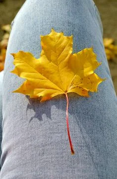 Yellow maple leaf falling on the leg Stock Photos