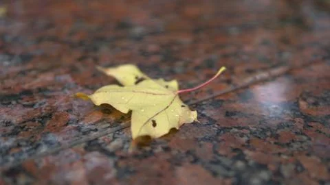 Yellow maple leaf falling on red granite edge of fountain 스톡 사진