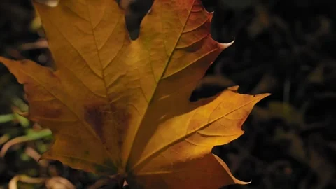 Yellow maple leaf falls from above from a tree down to the ground in slow motion Stock Footage 286095818