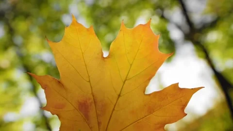 Yellow maple leaf falls from above from a tree down to the ground in slow motion Video stock 308627937
