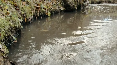 Yellow maple leaf fell into the river, strong current, autumn season Stock Footage 81711795