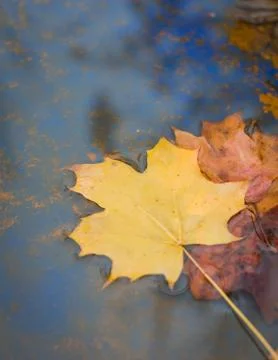 Yellow maple leaf floating in blue water Stock Photos