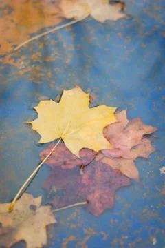 Yellow maple leaf floating in blue water Stock Photos