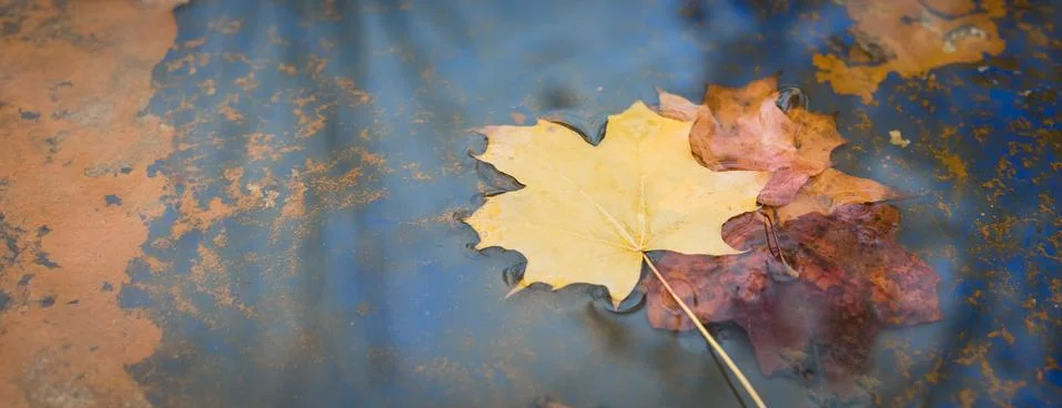 Yellow maple leaf floating in blue water, banner Stock Photos