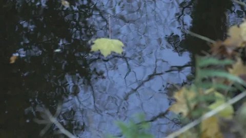 Yellow Maple Leaf Floats in Brook Stock Footage 72597959