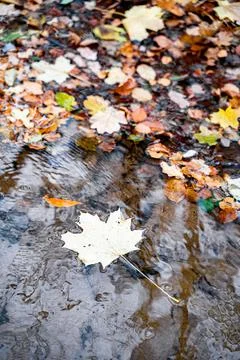 Yellow maple leaf floats next to other foliage on clear transparent fast river Stock Photos