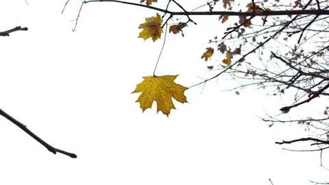 A yellow maple leaf flutters in the wind on a branch in autumn. Stock Footage 319858293