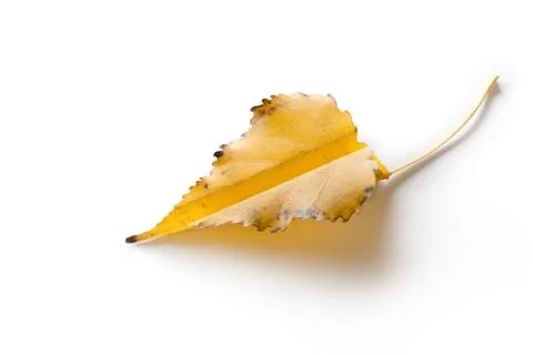 Yellow maple leaf, folded in the form of a paper airplane. Autumn greetings. Stock Photos