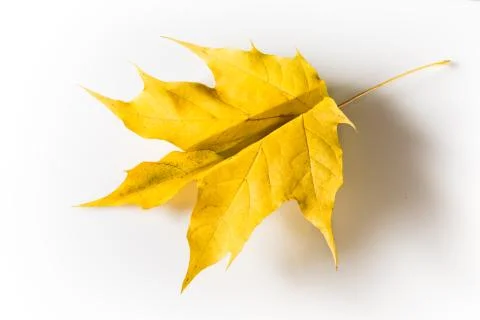 Yellow maple leaf, folded in the form of a paper airplane. Harbinger of autumn. Foto stock
