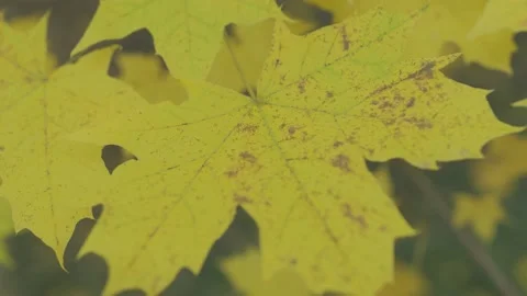 Yellow maple leaf Stock Footage 163768098