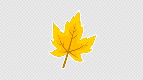 Yellow maple leaf Vidéo 336579527