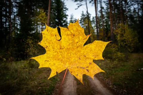 Yellow maple leaf on the forest background at autumn. Stock Photos