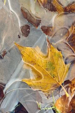 Yellow maple leaf in frozen puddle Yellow maple leaf in frozen puddle. Hig... Stock Photos