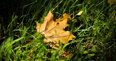 Yellow maple leaf on grass Stock Footage 318797844