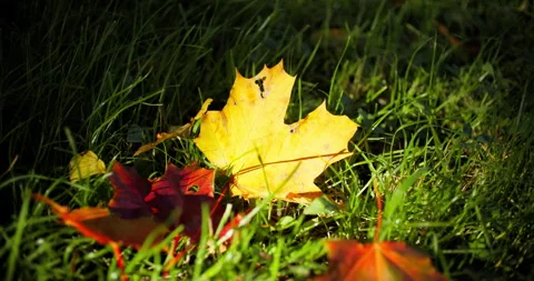 Yellow maple leaf on grass Stock Footage 318798083