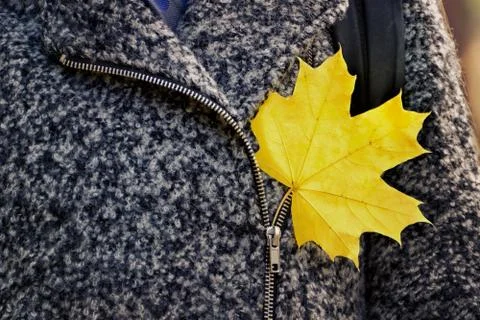 Yellow maple leaf on a gray coat. Autumn concept. Stockfoto's