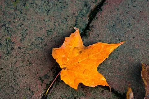 Yellow maple leaf on gray rough stone floor surface Stock Photos