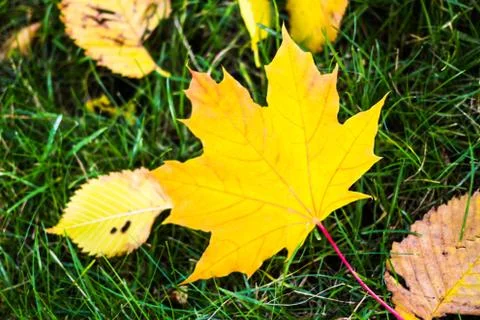 Yellow maple leaf on green grass Stock Photos
