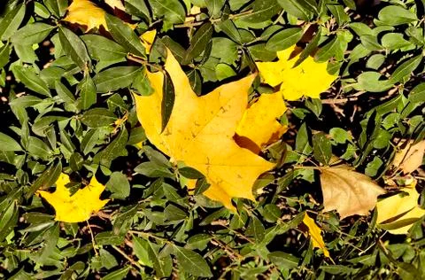 Yellow maple leaf on the green grass Stock-Fotos