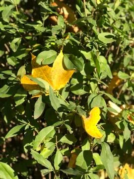 Yellow maple leaf on the green grass Stock Photos